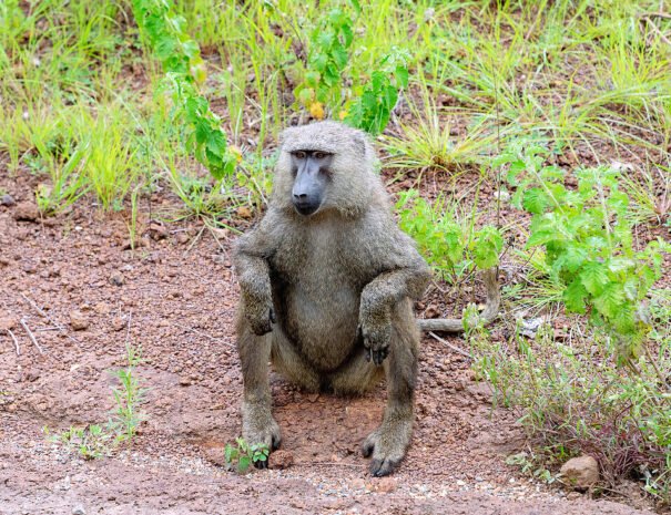 Baboon @ Mole National Park