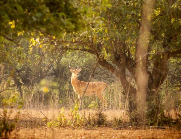 Antelope @ Mole National Park