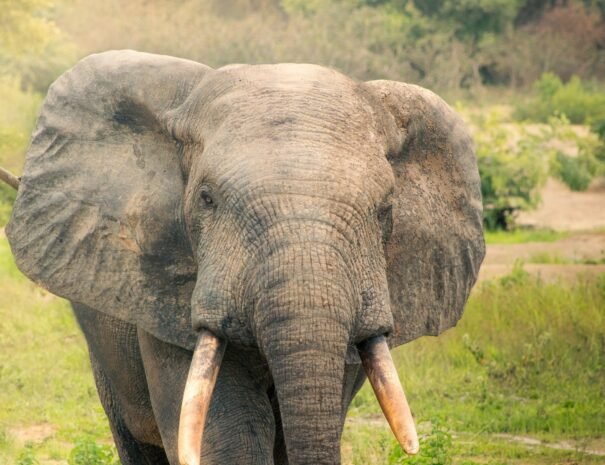 Elephant @ Mole National Park