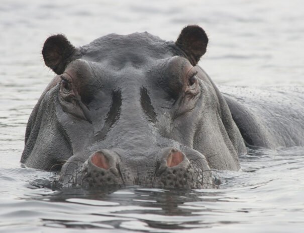 Hippo Sanctuary